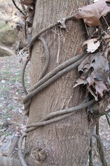 Menispermum canadense