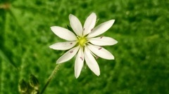 Stellaria vestita