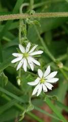 Stellaria vestita