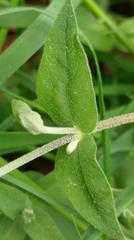 Stellaria vestita