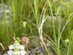 Stipa austroitalica
