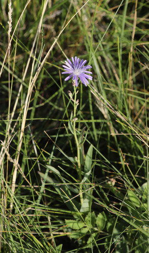 common blue lettuce