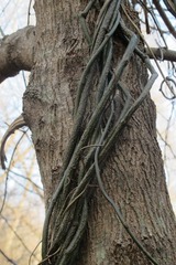 Menispermum canadense