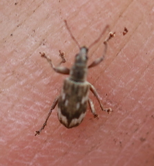 Polydrusus tereticollis