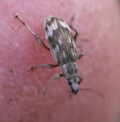 Polydrusus tereticollis
