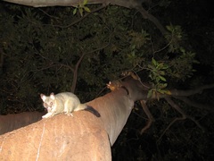 Trichosurus vulpecula