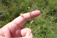Ranunculus laxicaulis