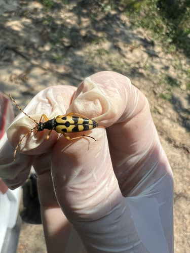 Spotted Longhorn Beetle