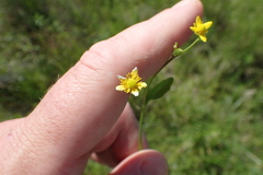 Ranunculus laxicaulis