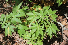 Aesculus glabra arguta