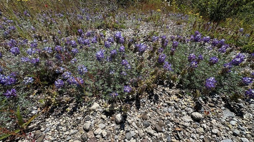 Lupinus lyallii observed 2026-07-18