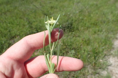 Oenothera spachiana