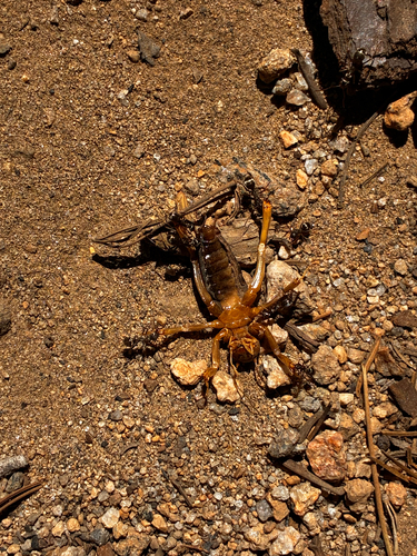 iNaturalist observation photo of Katydids, Crickets, and Allies