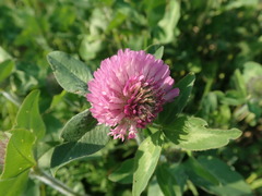 Trifolium pratense