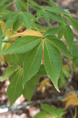 Aesculus glabra arguta