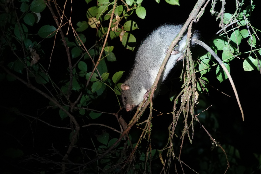 Meyer s Lenomys (Lenomys meyeri)