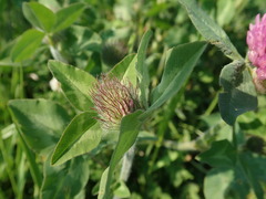 Trifolium pratense