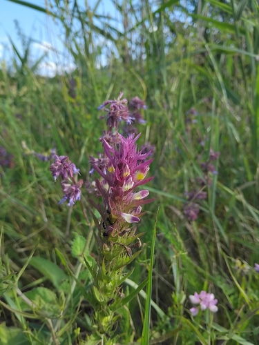 Field Cow-wheat