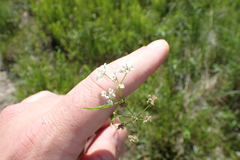 Limnosciadium pinnatum