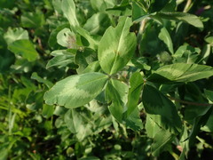 Trifolium pratense