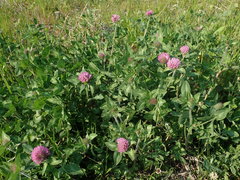 Trifolium pratense