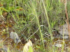 Stipa austroitalica