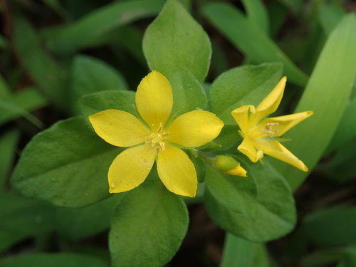 Lysimachia remota, photograph 6