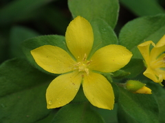Lysimachia remota