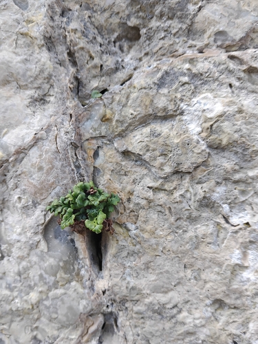 wall-rue