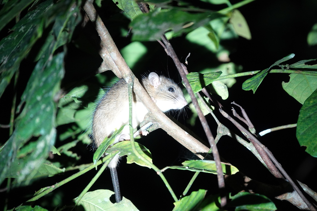 Southeastern Xanthurus Rat