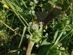 Valerianella locusta