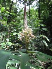 Alpinia oxymitra