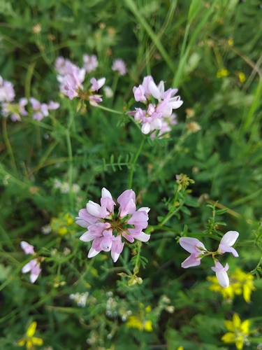 purple crownvetch