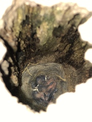 Poecile carolinensis
