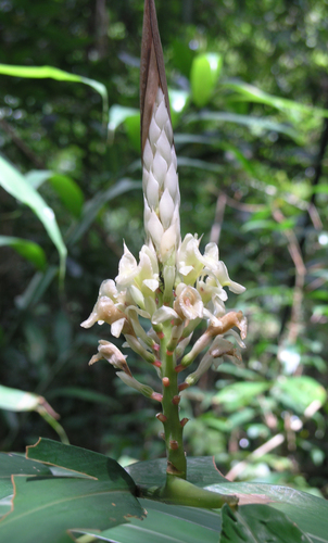 Alpinia oxymitra (Alpinia oxymitra)