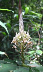 Alpinia oxymitra