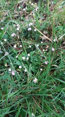 Bellis perennis