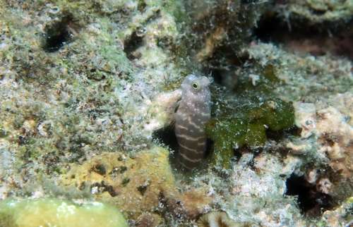 Salarias segmentatus observed 2026-07-20
