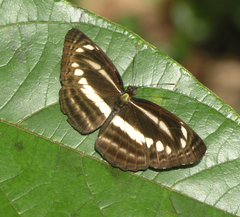 Neptis clinia susruta