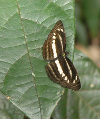 Neptis clinia susruta