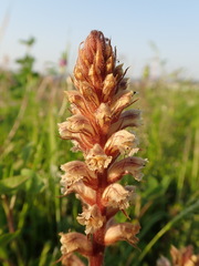 Orobanche minor