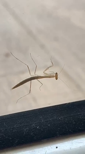 Egyptian Praying Mantis