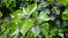 Hedera helix