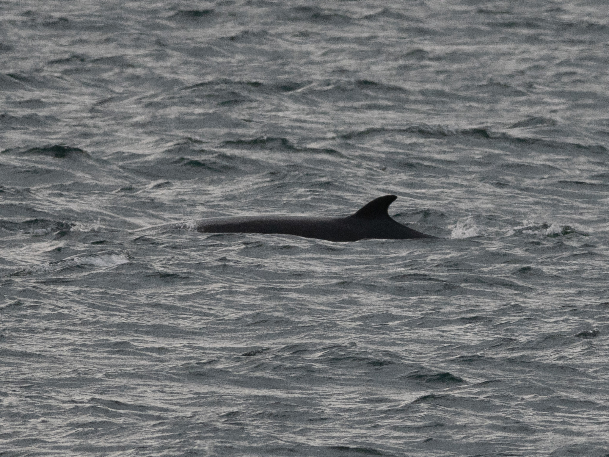 Balaenoptera acutorostrata