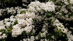 Crataegus monogyna