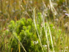 Stipa austroitalica