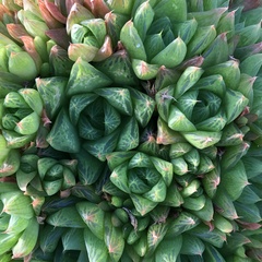 Haworthia cymbiformis