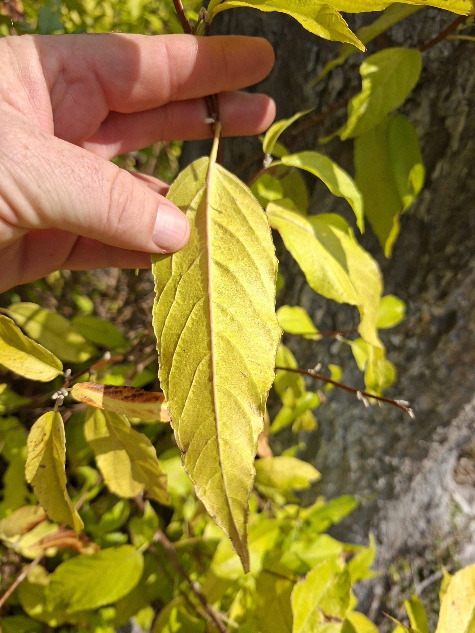 Acalypha pubiflora 2