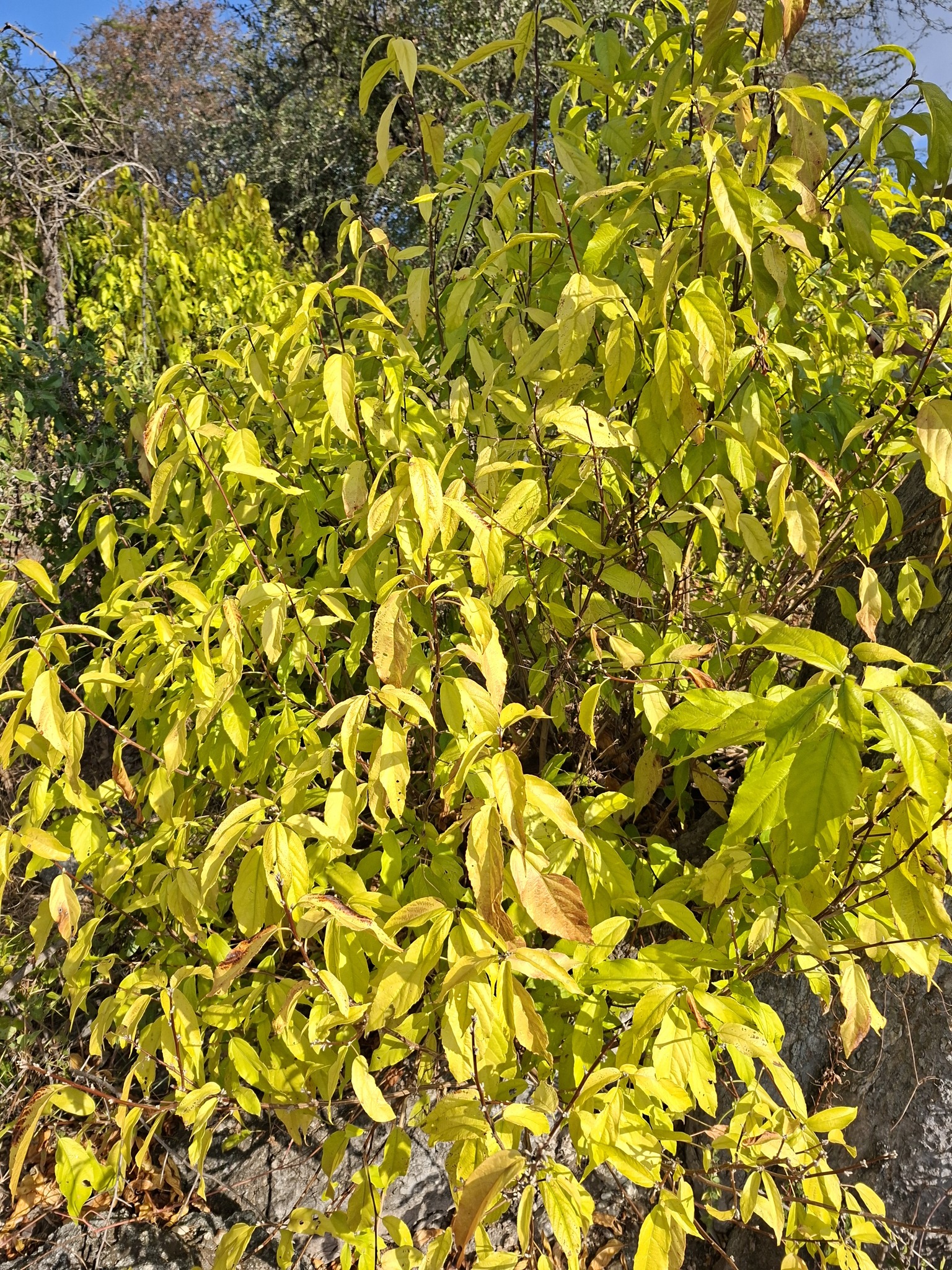 Acalypha pubiflora 3
