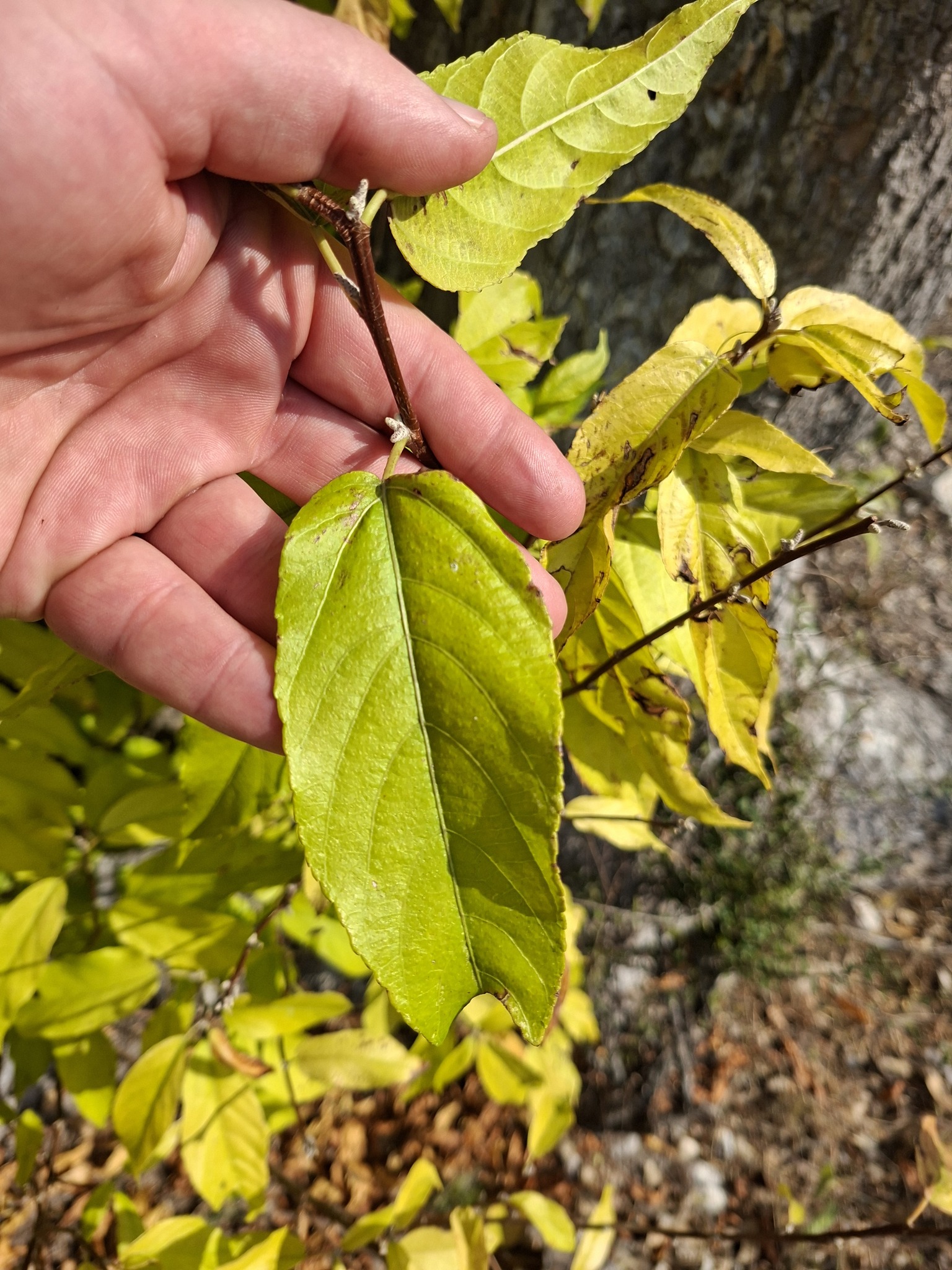 Acalypha pubiflora 4